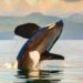 Richmond (YVR South) Whale Watching Adventure